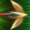 Greater Ricochet