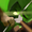 Snipe